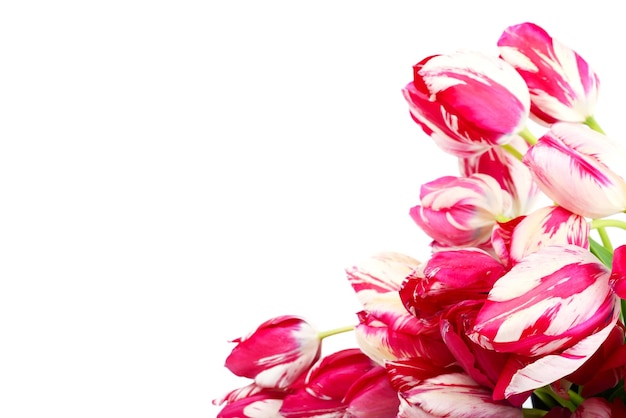 Rose coloré avec des fleurs de tulipes printanières blanches sur fond blanc