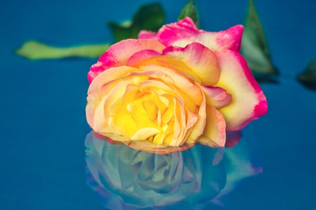 Rose colorée dans une eau