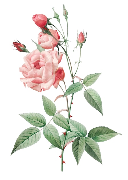 La rose commune de l'Inde est transparente.