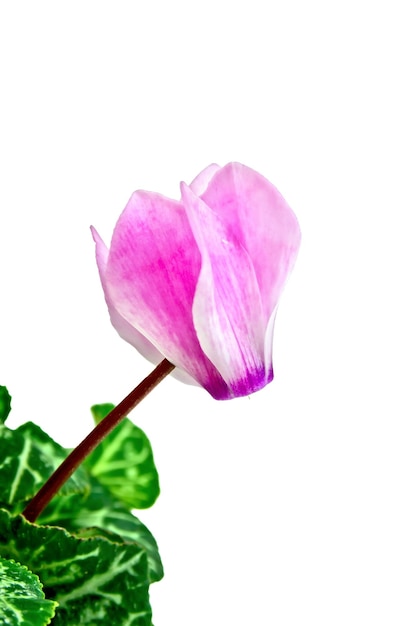 Rose cyclamen