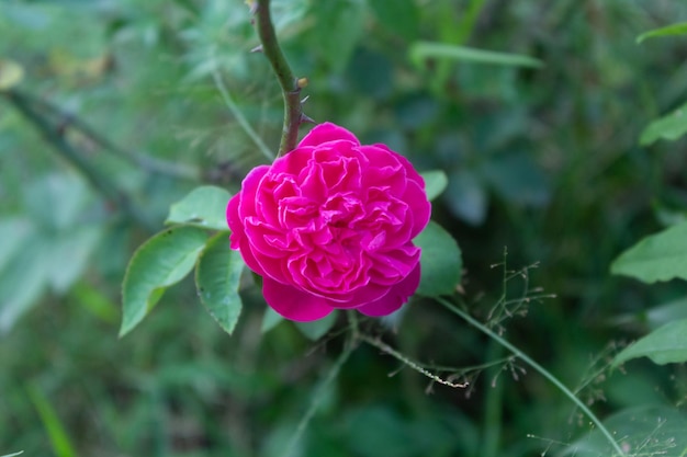 Rose de Damas Rose fleur Rosa damascena rose oléagineux à fleurs arbuste à feuilles caduques Balley de Roses Vue rapprochée Rétroéclairage Mise au point sélective