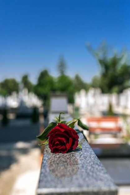 Rose dans un cimetière avec pierre tombale