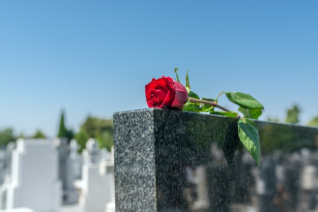 Rose dans un cimetière avec pierre tombale