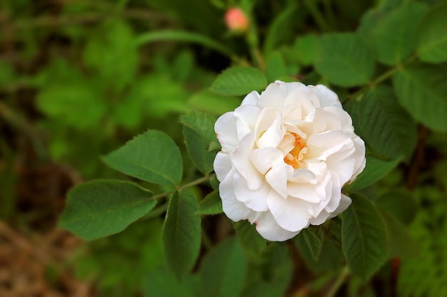 Rose dans le jardin d'été