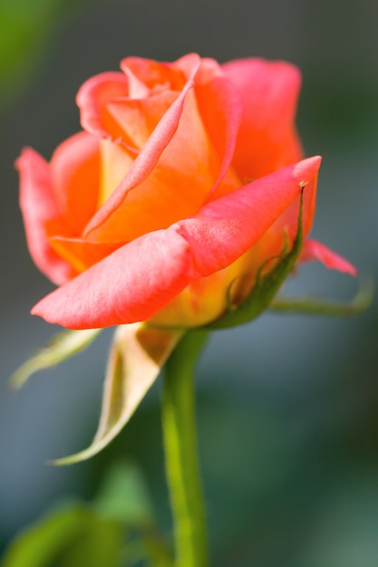 Rose dans le jardin se bouchent