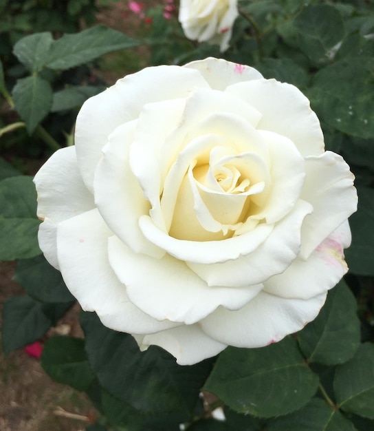 une rose dans le jardin