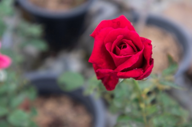 Rose dans le jardin