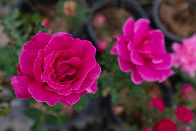 rose dans le jardin