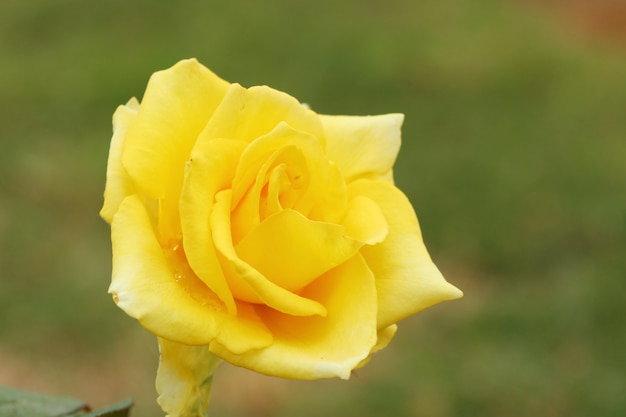 Photo rose dans le jardin