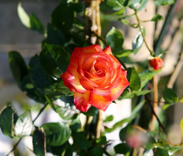 Rose dans le jardin