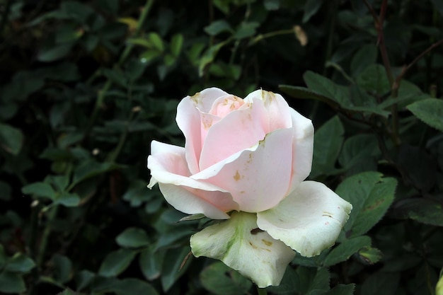 Rose dans le jardin