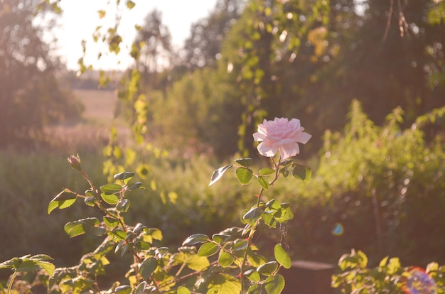 Rose dans le jardin