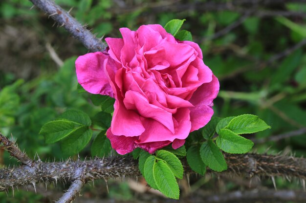 Rose dans le jardin