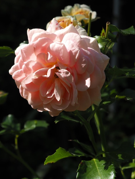 Une rose dans un pot dans le jardin