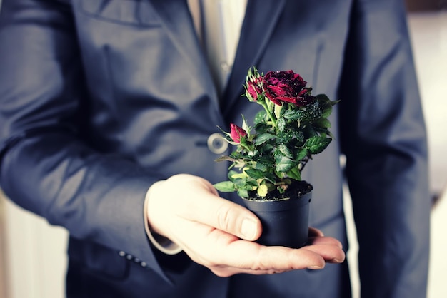 Rose dans un pot que l'homme tient dans la main