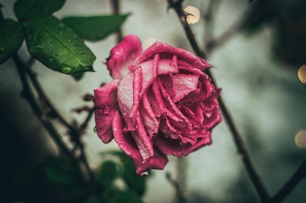 Une rose dans une roseraie après une journée pluvieuse avec des lumières allumées