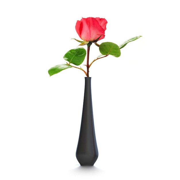 Une rose dans un vase noir sur fond blanc