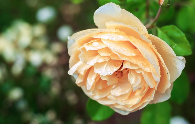 Rose délicate jaune avec des gouttes de pluie