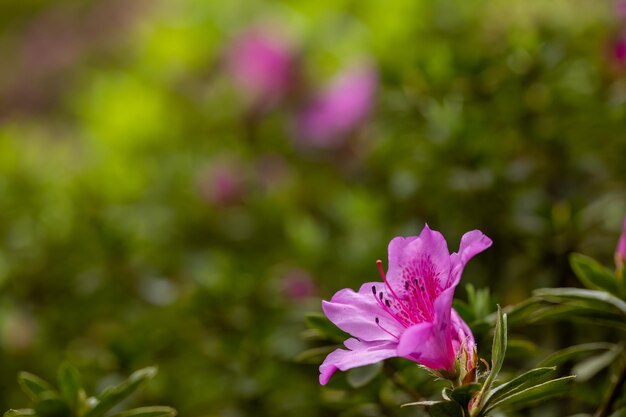 Rose délicate Rhododendron Simsii Blossom