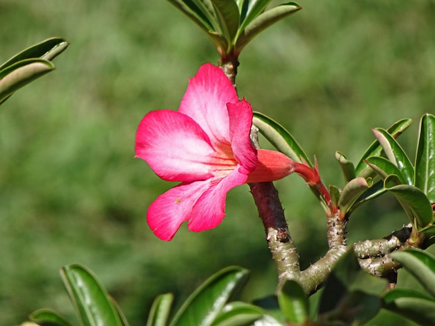 Photo rose du désert