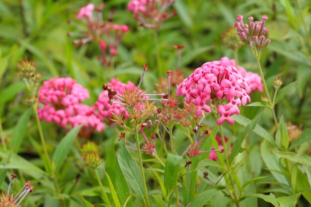 La rose du Panama ou l'Arachnothryx leucophylla sont en fleurs