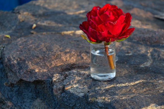 Rose écarlate lumineuse dans un verre d'eau