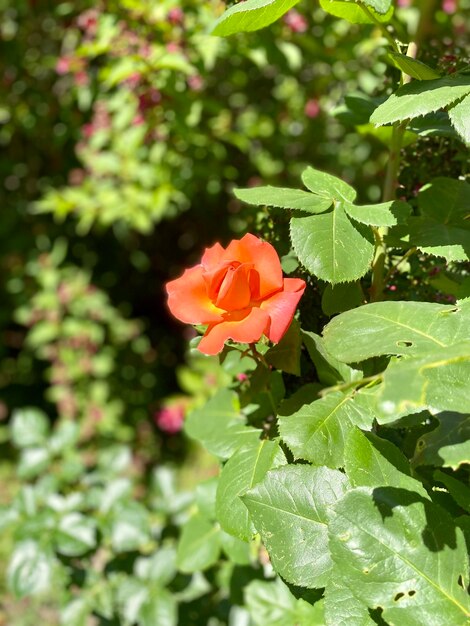 Photo une rose est au milieu d'un buisson