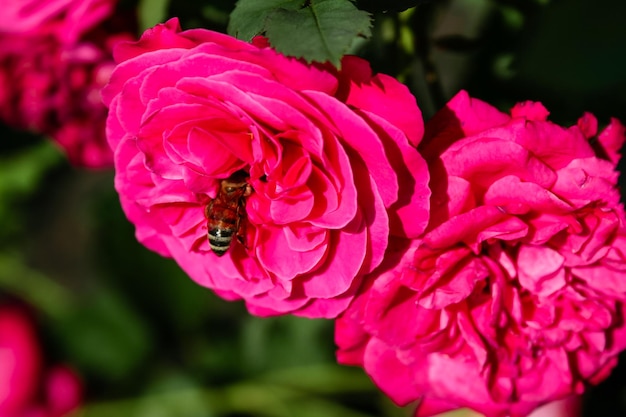 Rose d'été en fleurs en bouton