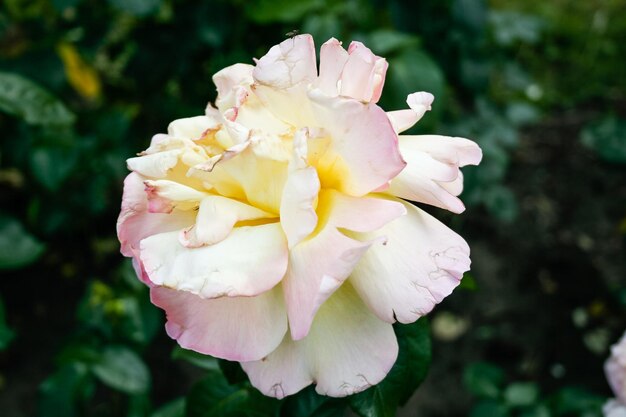 Rose d'été en fleurs en bouton