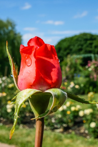 Rose d'été en fleurs en bouton