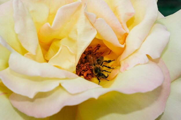 Rose d'été en fleurs en bouton