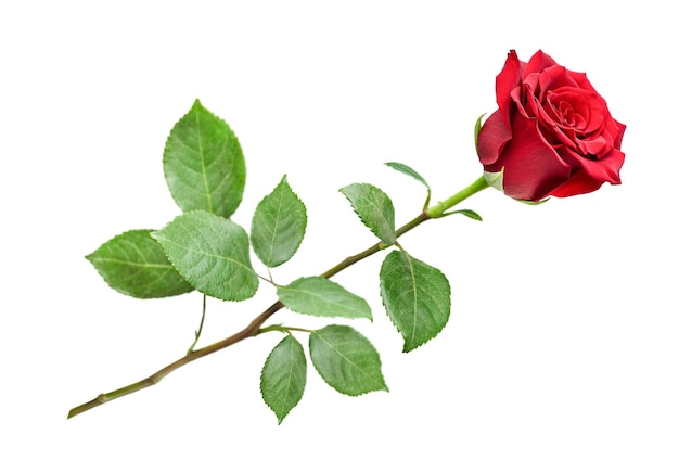 une rose avec des feuilles sur un fond blanc isolé.