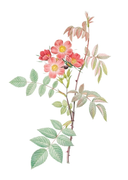 Rose à feuilles rouges vintage transparente png