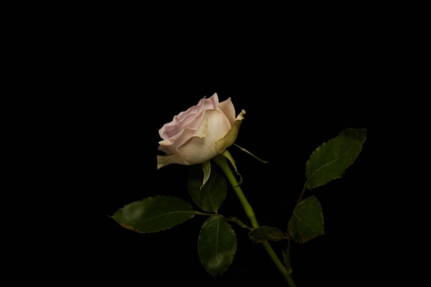 Rose avec des feuilles vertes isolées sur fond noir