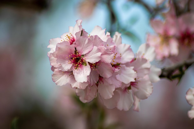 rose fleur de cerisier