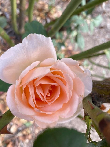 Une rose fleurit dans le jardin.