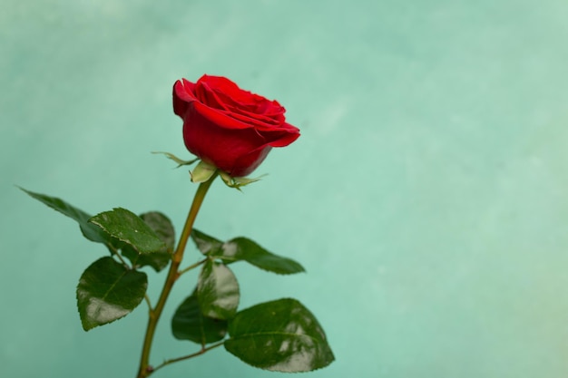 Rose en fleurs rouges sur un espace de copie de fond de texture verte