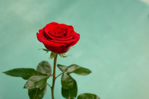 Rose en fleurs rouges sur un espace de copie de fond de texture verte