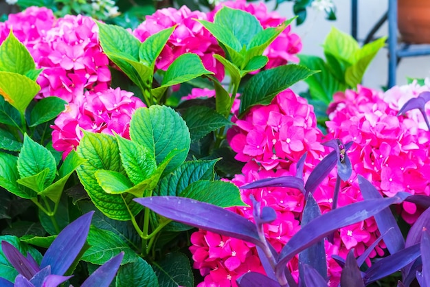 Rose et fleurs violettes