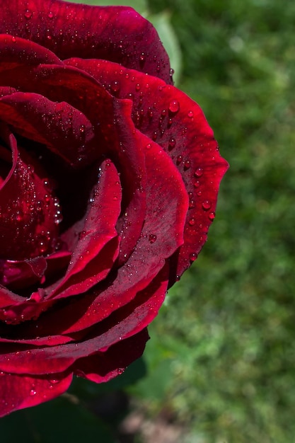 Rose fraîche colorée en vue rapprochée