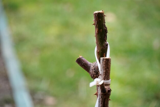 rose fraîchement taillée en hiver