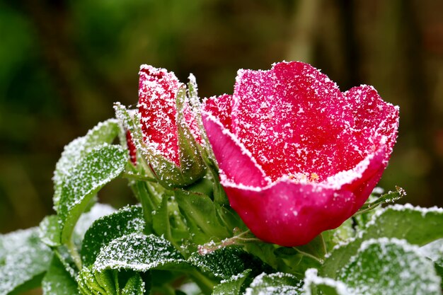 Rose gelée saupoudrée de première neige d'hiver