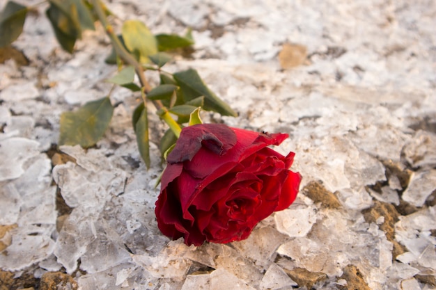 Rose sur glace