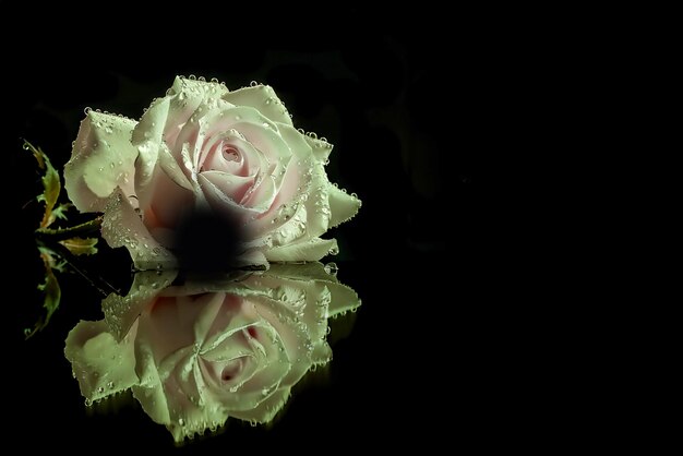 Rose avec des gouttes d'eau sur une surface réfléchissante noire