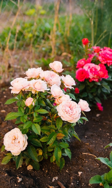 Rose de jardin rose sur un buisson dans le jardin d'été Verdure lumineuse juteuse arrière-plan flou La beauté est dans la nature Une fleur épanouie