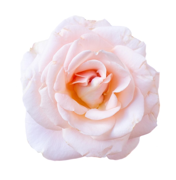 Rose de jardin rose isolé sur fond blanc