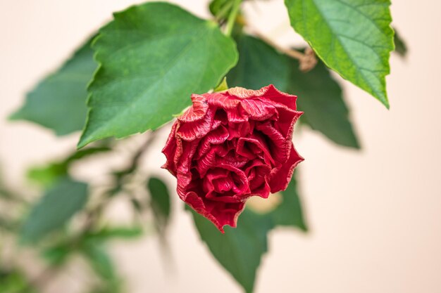 Rose de jardin et ses feuilles en gros plan