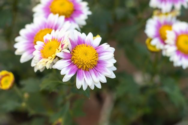 Rose jaune avec Aster alpinus blanc ou l'aster alpin ou des fleurs de marguerite alpine dans le jardin