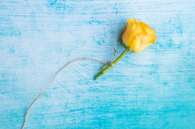 Rose jaune attachée avec une corde