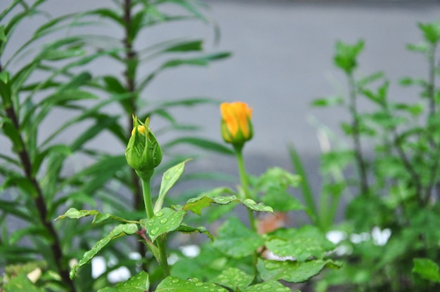 Rose jaune bourgeonnante 1